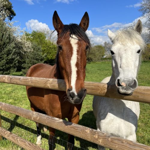 chevaux-min