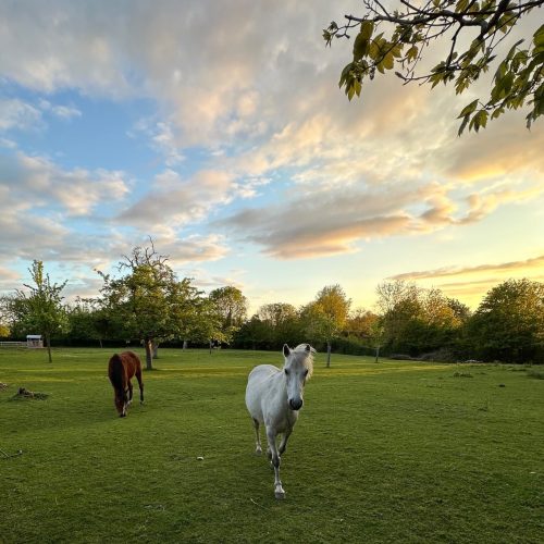 chevaux2-min