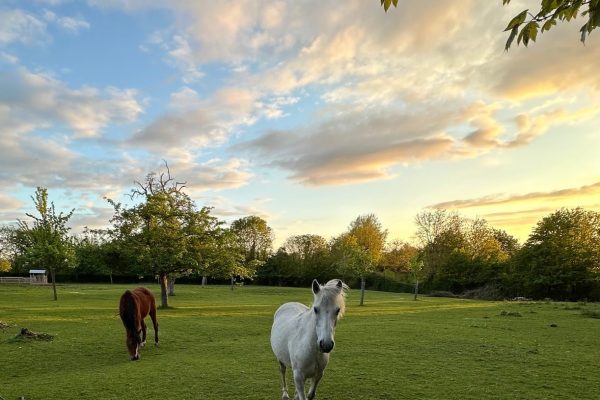 chevaux2-min