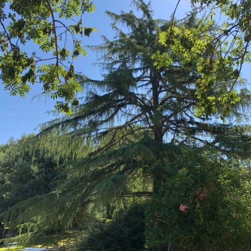 pause sous le sapin