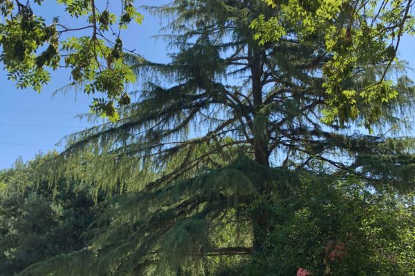 pause sous le sapin