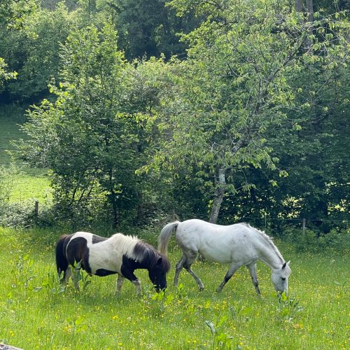 poneys-min