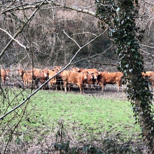 vaches genneville-min