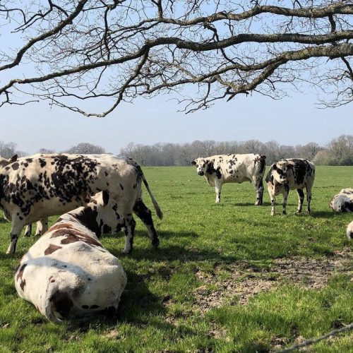 vaches-min